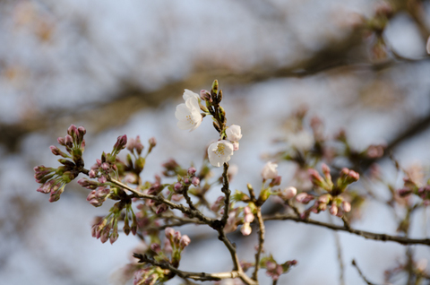 '12_spring_sakura-002.jpg